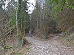 ...und halten uns im Wald bei der Weggabelung links