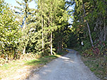 Vom Wanderparkplatz spazieren wir in den Bergwald hinein...