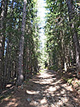 ...und wandern durch den Wald hinauf...