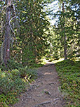 Weiter gehts über den Waldweg...