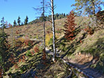 Schließlich verlassen wir den Bergwald...