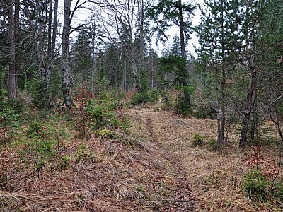 Teils über Pfade, ...