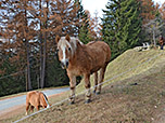 Haflinger am Ausgangspunkt