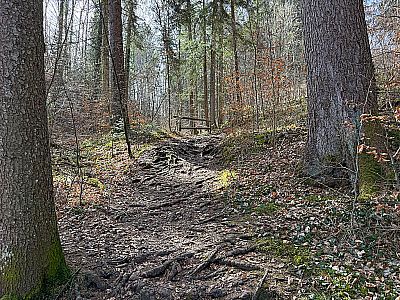 Weiter gehts auf wurzeligen Waldwegen