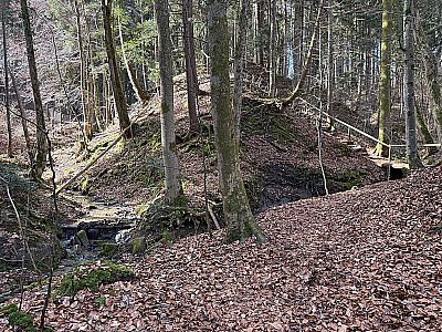 ...zu einem bewaldeten Rücken