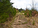 Durch lichten Wald wandern wir über den Westrücken bergauf