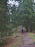 ...tauchen wir in den Bergwald ein