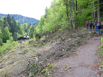 Schnell ist der Bergwald erreicht