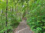 Der Waldweg...
