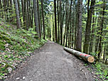 Der breite Forstweg...