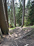 ...und durch kurze Waldstücke...