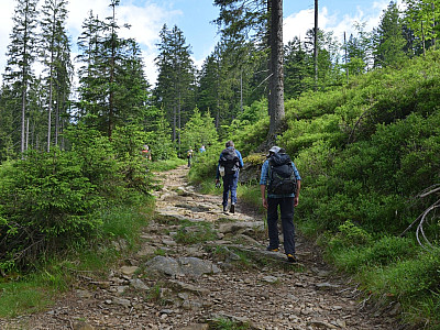 Kurz lichtet sich der Wald