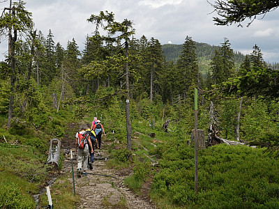 Die Radome am Gipfel des Arbers im Auge wandern wir zurück zum Sattel
