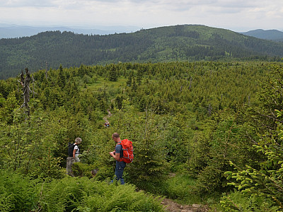 Ein Pfad führt uns durch den jungen Wald