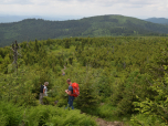 Ein Pfad führt uns durch den jungen Wald
