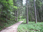 ...und führt uns durch schattigen Wald