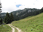 Der Wald lichtet sich...
