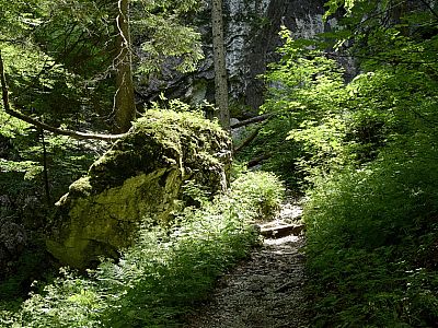 ...und steigen steil in Serpentinen durch den Wald empor