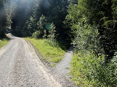 Immer wieder kreuzen wir die Forststraße