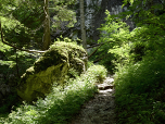 ...und steigen steil in Serpentinen durch den Wald empor