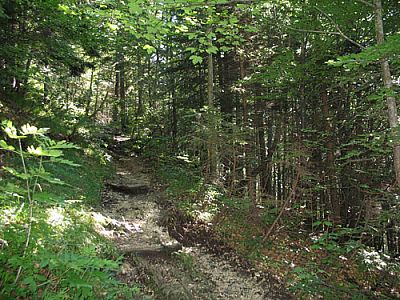 Der Weg wird zum Pfad