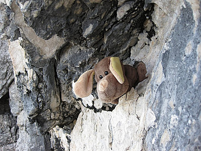 Bissiger Hund an einer Wegbiegung.