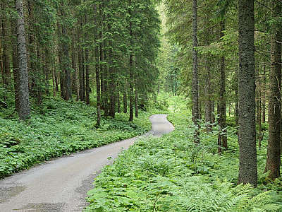 Die Teerstraße können wir nochmal ...