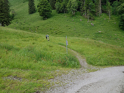 ... wechseln wir auf einen Pfad.