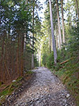 ...und wandern über Forstwege...