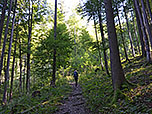 Der Pfad schlängelt sich durch den schattigen Wald...