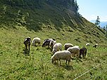 Die Schafe der Kühzaglalm