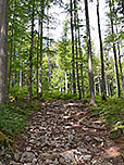 ...und gelangen über den Waldweg...