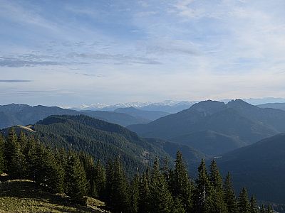 Österreichischer und Bayerischer Schinder im Süden