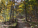 Durch lichten Laubwald...