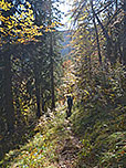 ...und tauchen in den Bergwald ein
