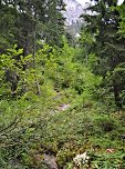 Durch den Wald