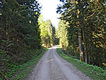 Der breite Weg leitet uns durch den Bergwald südwestwärts