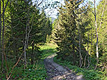 Nun verlassen wir die Forststraße...