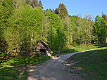 Wir erreichen den Bergwald...