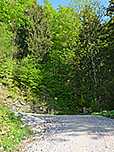 ...und treffen im Wald auf eine Verzweigung