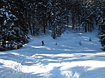 ...und wiederum in den Bergwald hinein