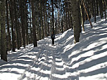 ...treffen wir abermals auf bewaldetes Terrain