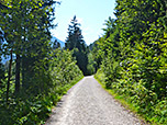 Forstweg Richtung Brecherspitz