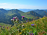 Alpendistel mit Tegernsee im Hintergrund
