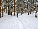 Nach der Lichtung schlüpfen wir wieder in den Wald hinein...