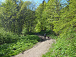 Wir erreichen den Bergwald