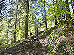 Schließlich bringt uns der Waldpfad hinauf...