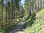 ...und folgen einem Karrenweg durch den Wald weiter aufwärts