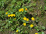 Sumpfdotterblumen am Wegesrand