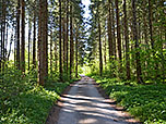 Wir erreichen einen Waldweg